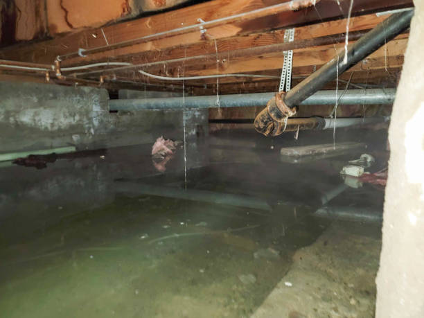Best Flood damage cleanup  in Ship Bottom, NJ